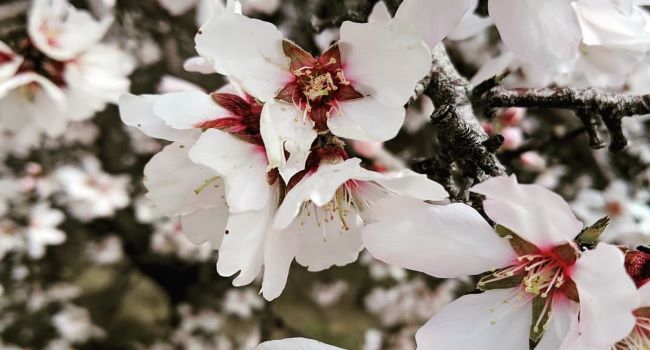 Close up of an almond bloom
